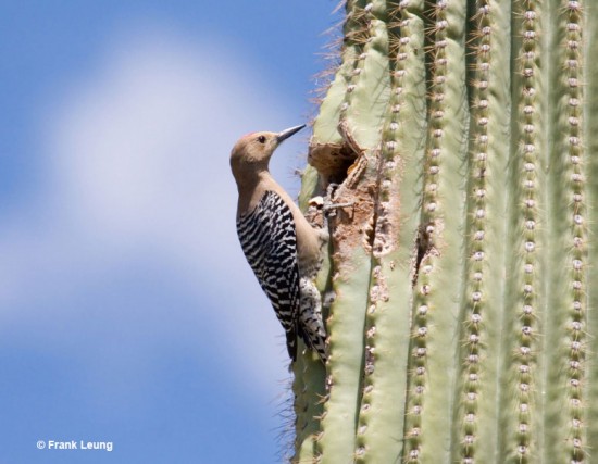 Female Gila Woodpecker