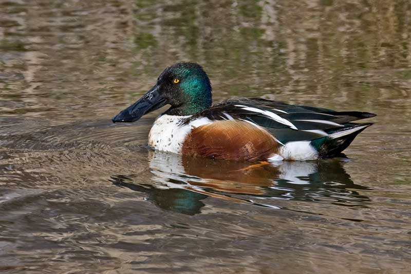 Northern Shoveler is a type of duck, easy to identify thanks to their interesting bills