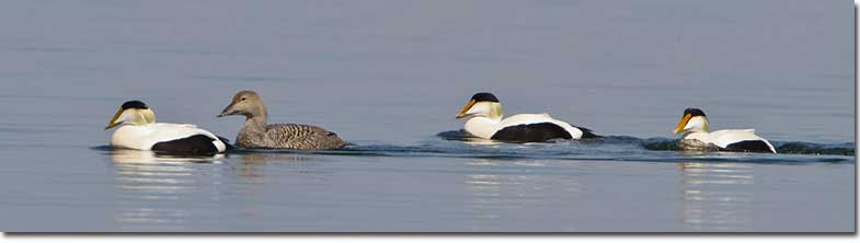 Several Common Eider males with a female