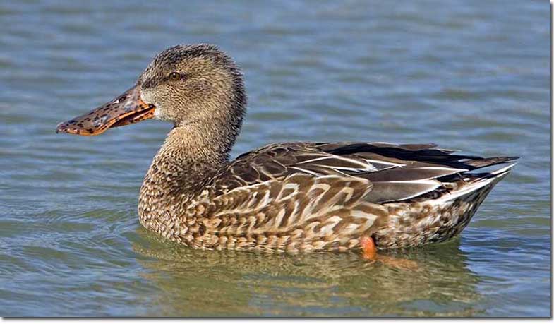 Female Northern Shoveler