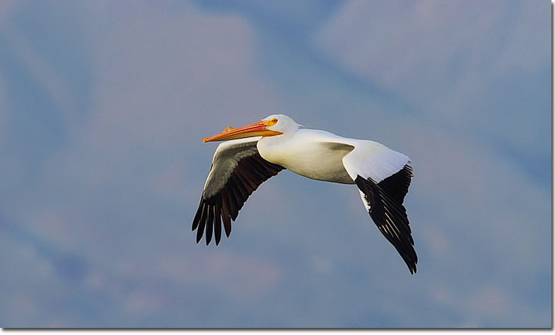 American White Pelican mid-flight