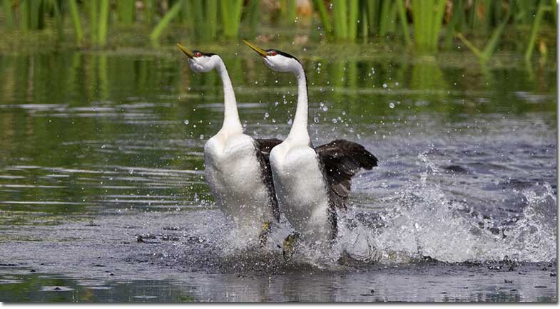 Grebes stand out for their impressive moves