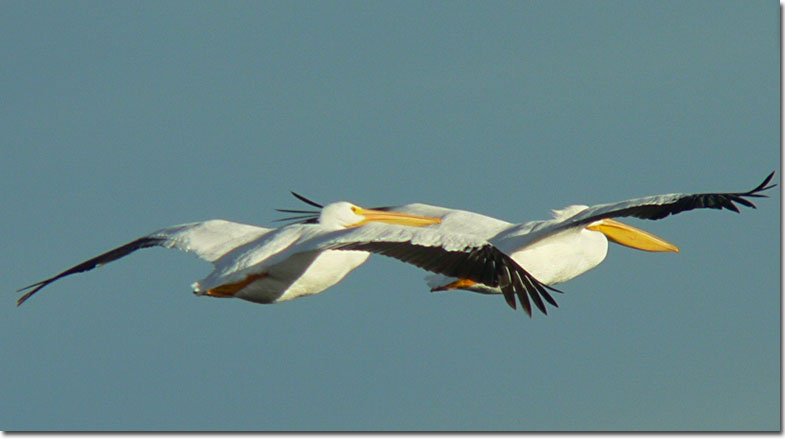 American White Pelican pair