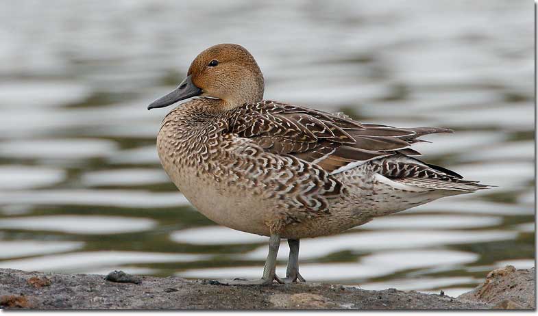 Female Northern Pintail