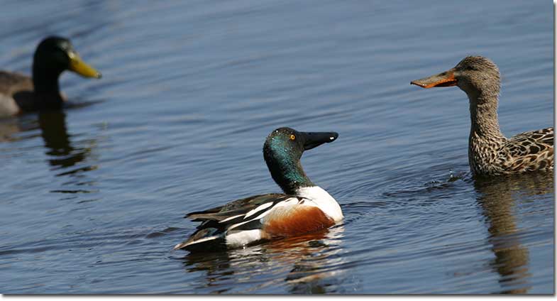 Male Northern Shoveler