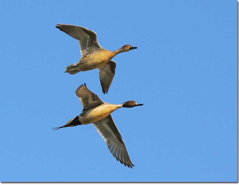 Northern Pintail pair mid-flight