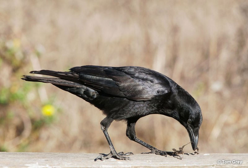 What do crows eat