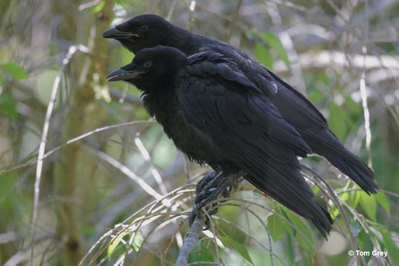 Pair of American Crows
