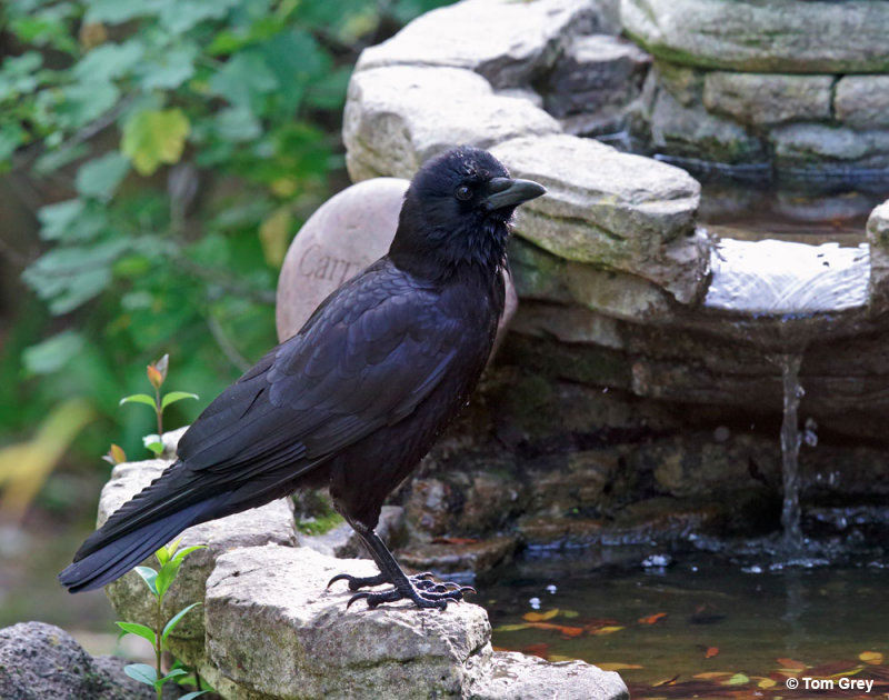 American Crow on a water fountain