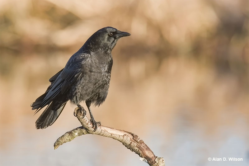 Crows are generally good to have a round