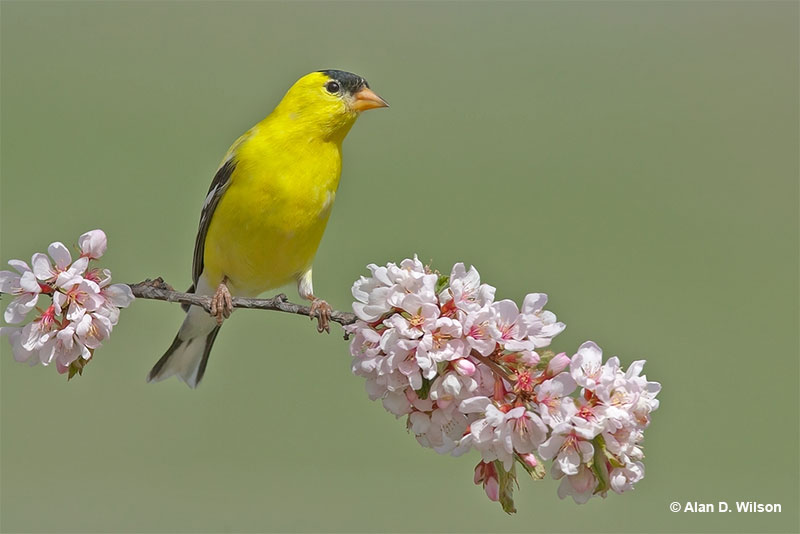 New Jersey state bird is the American Goldfinch
