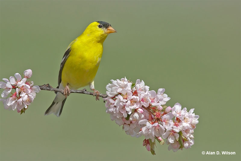 American Goldfinch on a branch