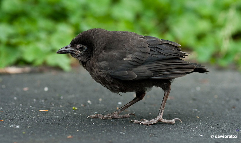 Baby Crow