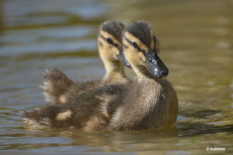 Baby Mallards