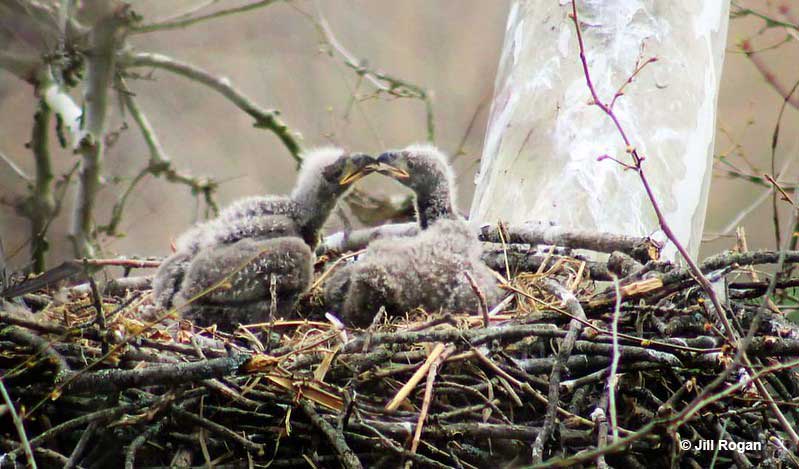 Baby Eagles in the nest
