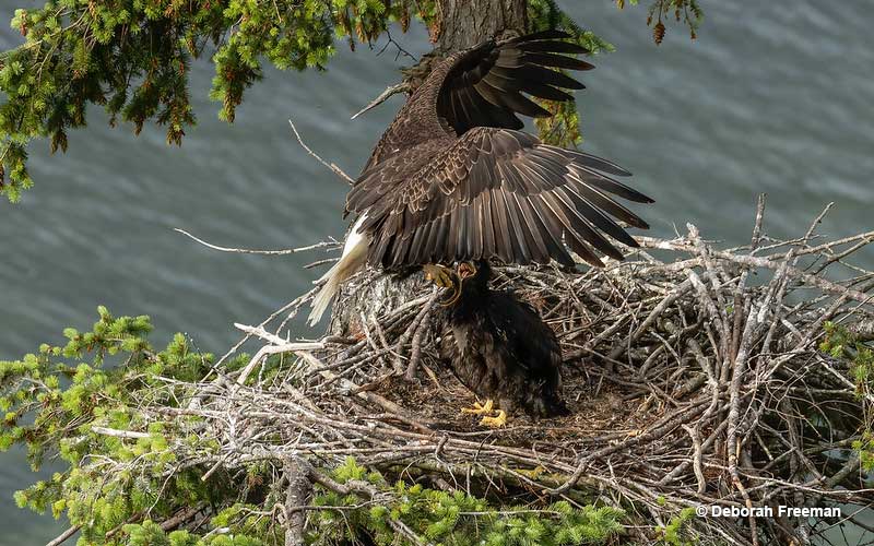 Eagle arriving back in nest