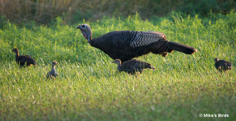 Baby turkeys with their mother