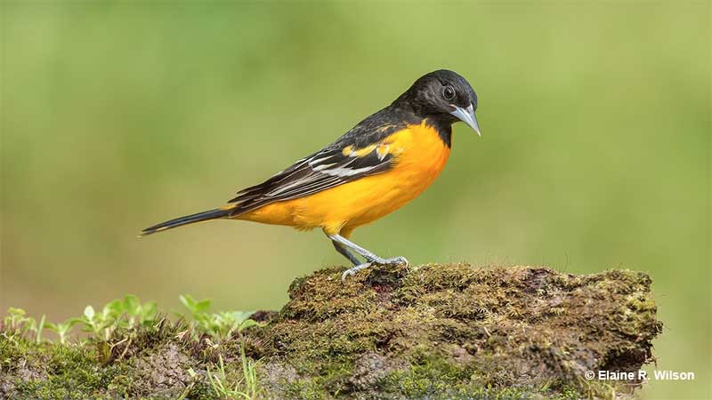 Male Baltimore Oriole