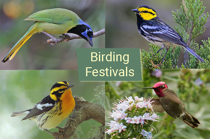 Birding Festivals