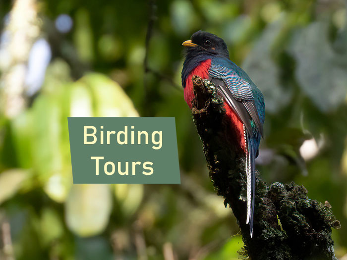 birding tour companies usa