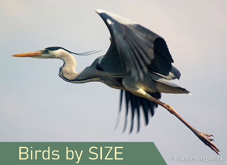 Identify Birds by Size