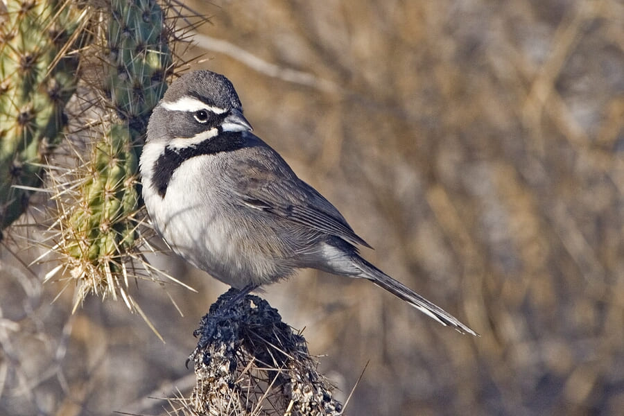 Black-Throated-Sparrow-ew