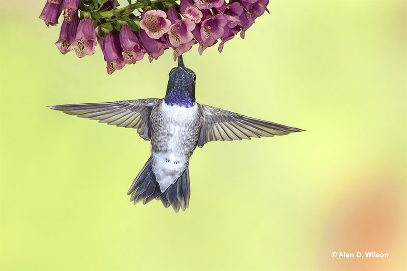 Black-chinned Hummingbird drinking nectar from flowers