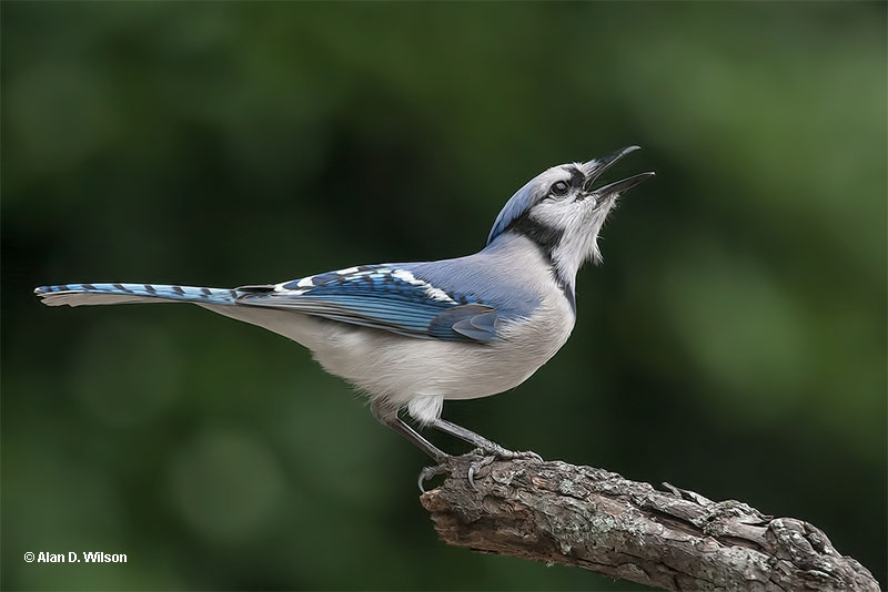 Blue Jay symbolism and meaning