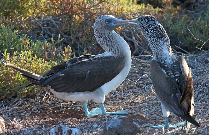 Blue-footed Booby pair