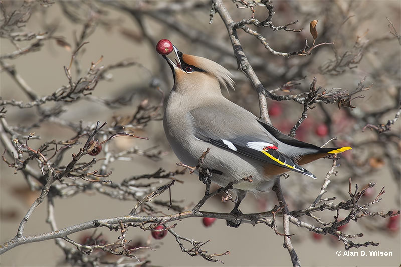 Bohemian Waxwing eating berries