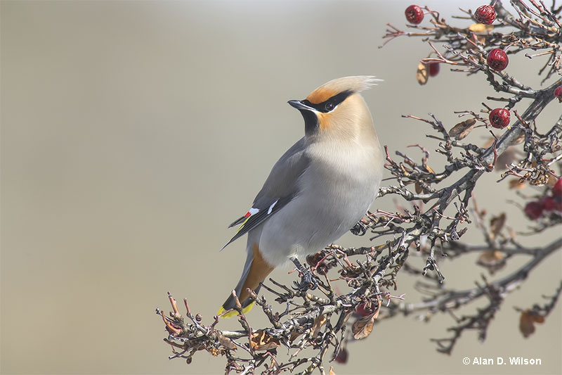 Bohemian Waxwing showing its silky complexion