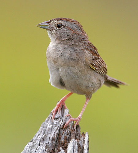 Botteri’s Sparrow
