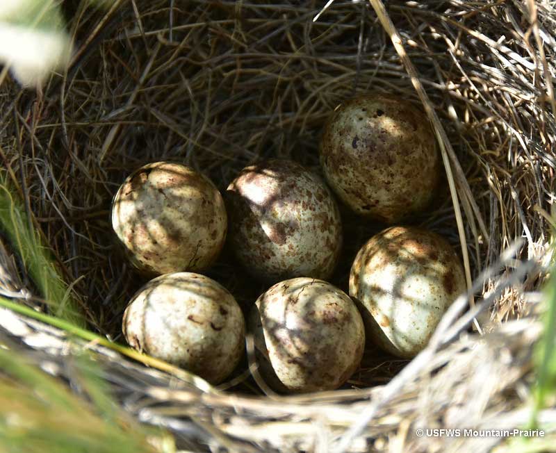 Brewer's Blackbird eggs