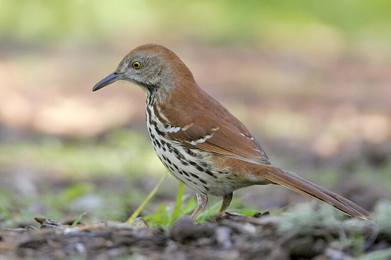 Brown Thrasher ID, Facts, Diet, Habit & More Birdzilla