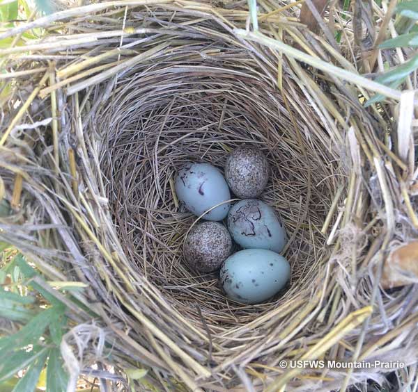 Brown-headed Cowbird Eggs