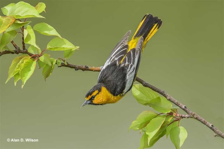 Bullocks Oriole Id Facts Diet Habit And More Birdzilla 
