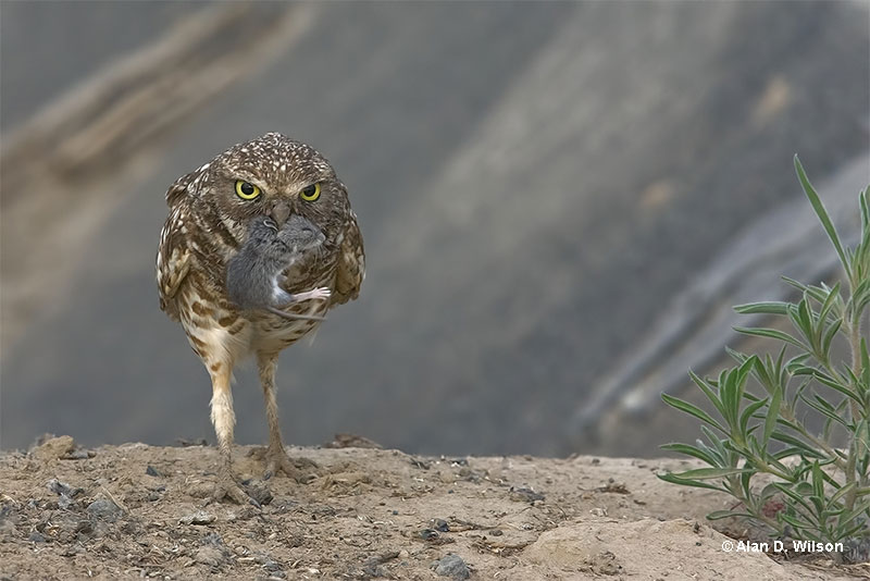 Burrowing Owl carrying its next meal