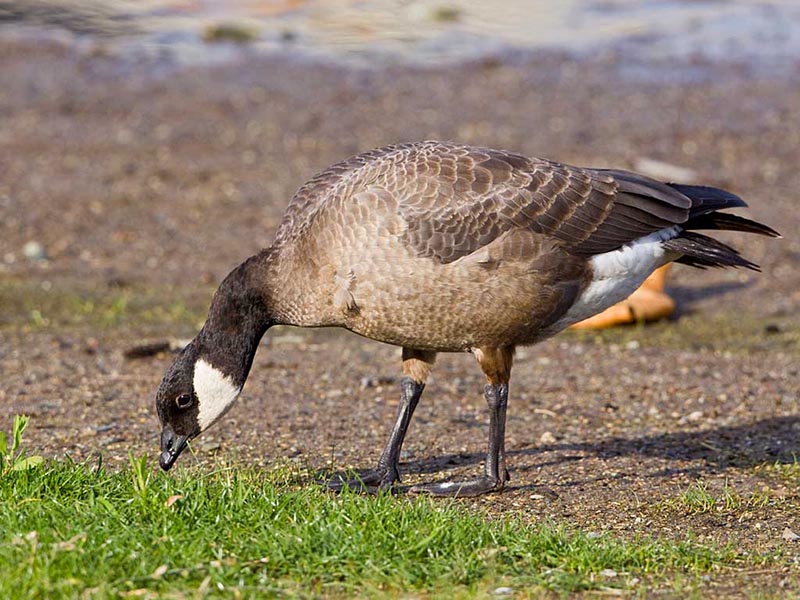 Geese find a big part of their food by foraging