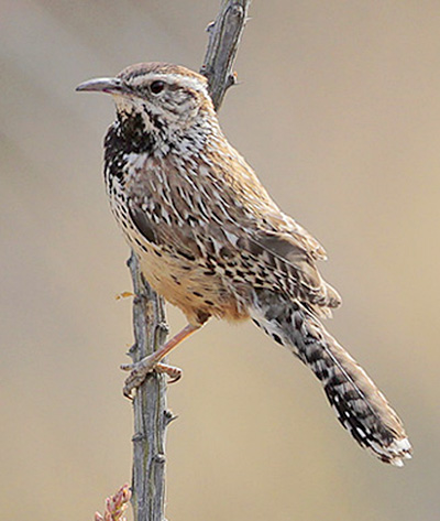 Cactus Wren