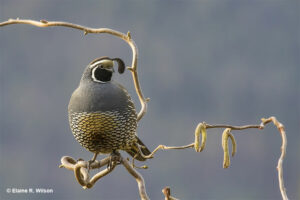 The Deeper Meanings Behind Quails [Full Symbolism]