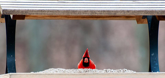 Cardinal at the feeder