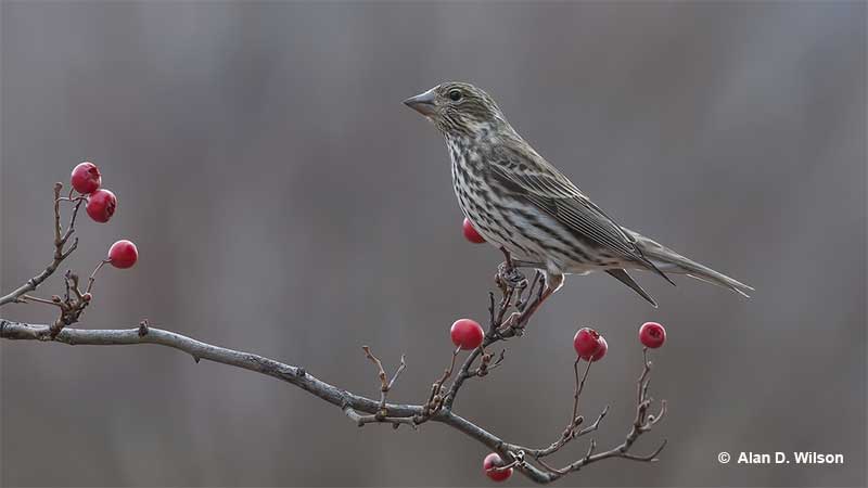Cassin's Finch with some berries