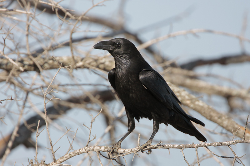 Chihuahuan Raven