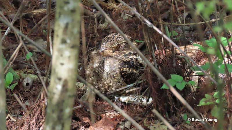 Chuck-will's-widows often stay hidden, especially when nesting