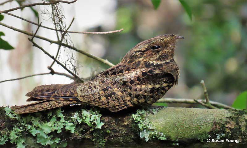 Chuck-will's-widow, sexes look identical