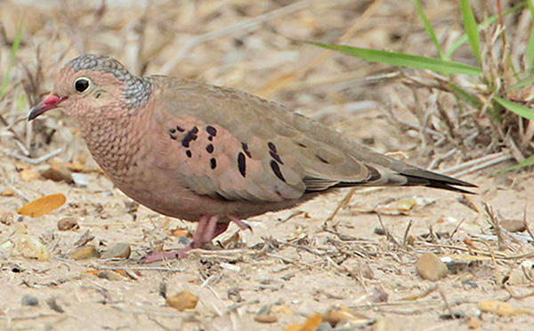 Common-Ground Dove