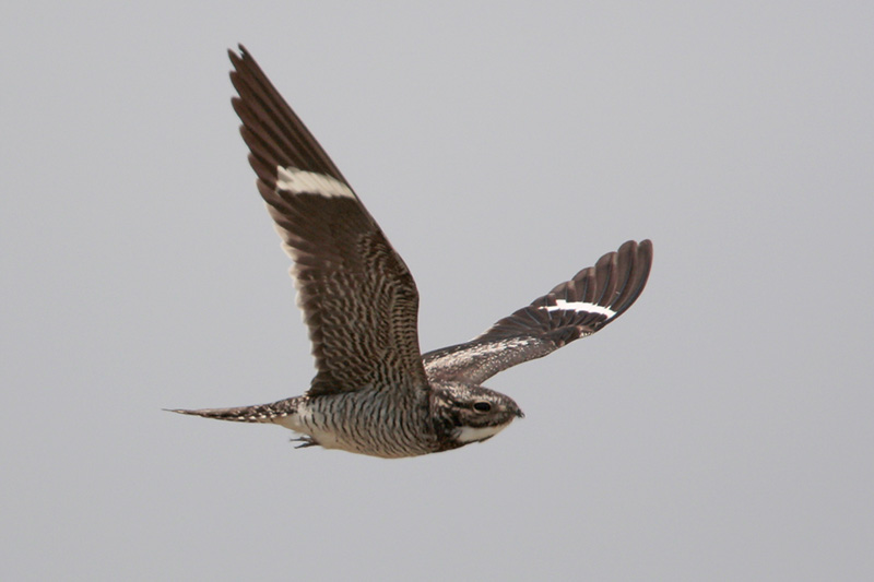 Common Nighthawk mid-flight