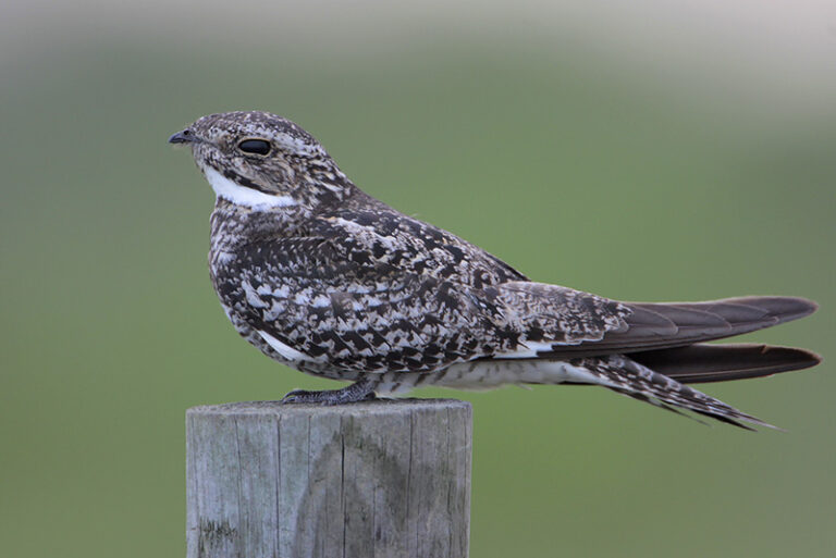 Nightjars Identification, Habitat & More [Family Guide]