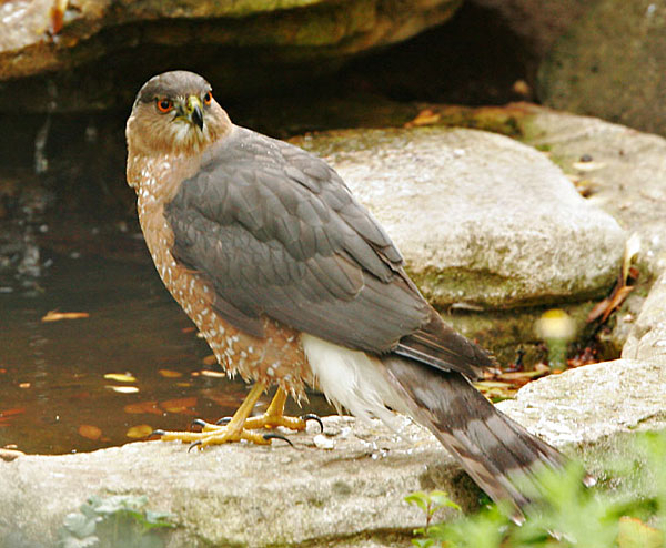 Coopers Hawks often prey on backyard birds