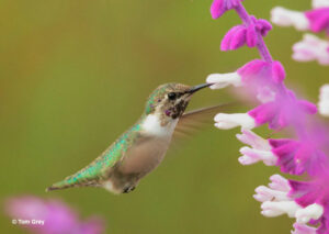 Costa's Hummingbird feeding